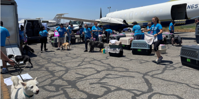 Threshold Aviation invaded by dogs