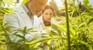 SB County backs legislation aimed at illegal cannabis farming