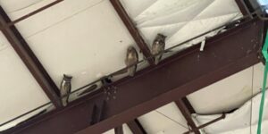 Wings of Unity: Pilots Unite to Rescue Avian Aviators at Threshold Aviation