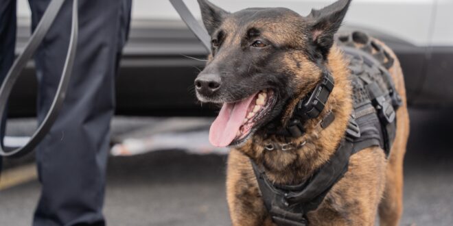 Donation will buy bulletproof vests for Chino PD K-9 unit